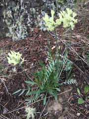 Oxytropis campestris