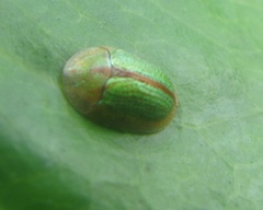 Oocassida pudibunda