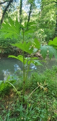 Heracleum mantegazzianum