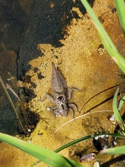 Arigomphus
