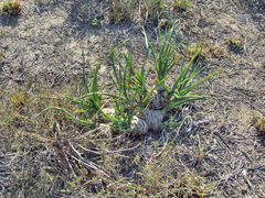 Albuca batteniana