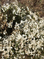 Leptosiphon floribundus