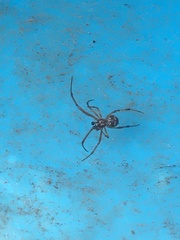 Theridiidae