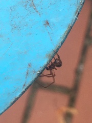 Theridiidae
