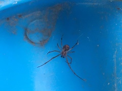 Theridiidae