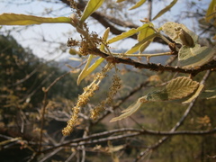 Quercus peduncularis