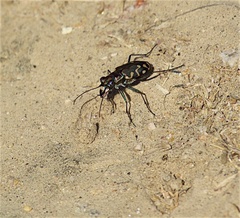 Cicindela carthagena