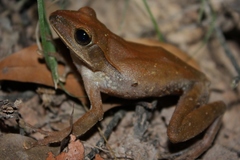 Polypedates megacephalus