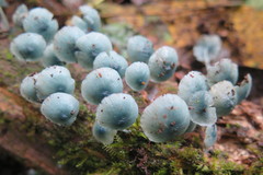 Clitocybula azurea