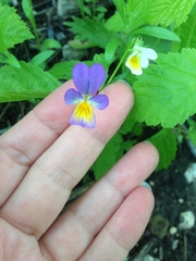 Viola × contempta