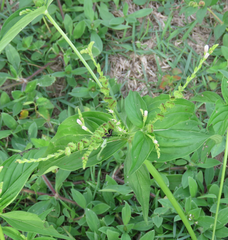 Spigelia