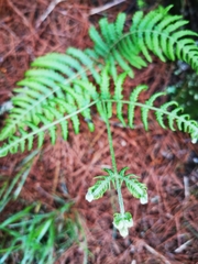 Pteridium revolutum