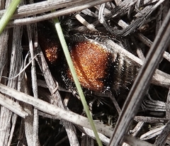 Pseudomethoca propinqua