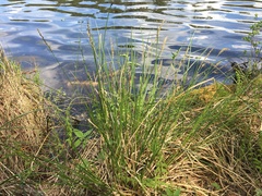 Carex appropinquata
