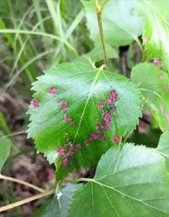 Acalitus longisetosus