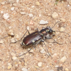 Cicindela scutellaris lecontei