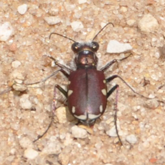 Cicindela scutellaris lecontei