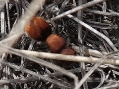 Pseudomethoca propinqua