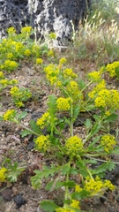 Lepidium flavum