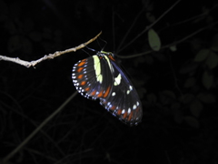 Heliconius atthis