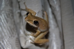 Polypedates megacephalus