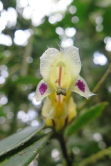 Columnea picta