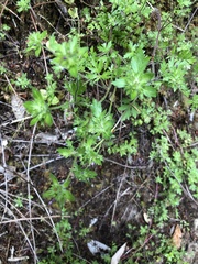 Collomia heterophylla