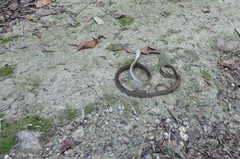 Mastigodryas melanolomus