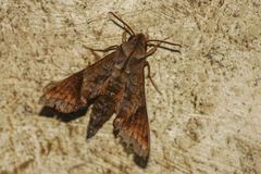Temnora marginata
