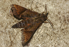 Temnora marginata