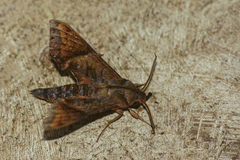 Temnora marginata