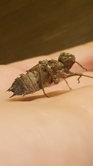 Epitheca princeps