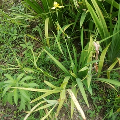 Trimezia steyermarkii