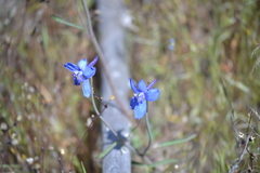 Delphinium nuttallii