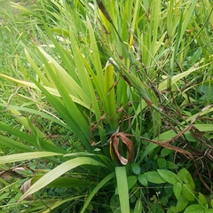 Trimezia steyermarkii