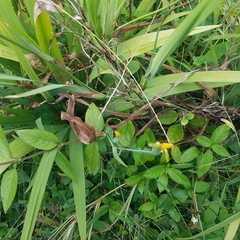 Trimezia steyermarkii