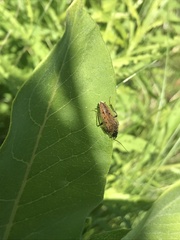 Ectobius lapponicus