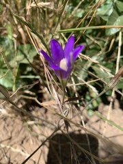Brodiaea elegans