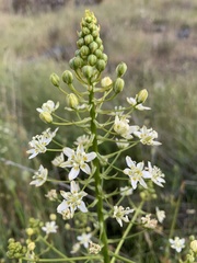 Toxicoscordion fontanum