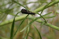 Mystacides sepulchralis