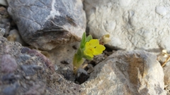 Mohavea breviflora