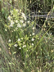 Toxicoscordion fontanum