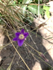 Brodiaea elegans