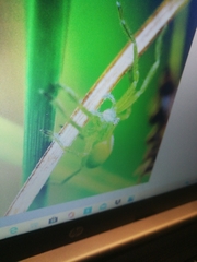 Micrommata virescens