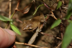 Polypedates megacephalus