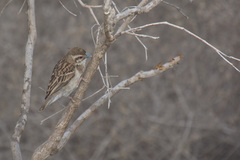 Ploceus sakalava
