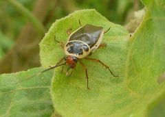 Pseudomops interceptus