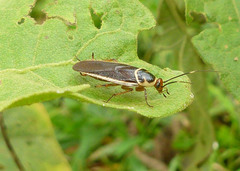 Pseudomops interceptus