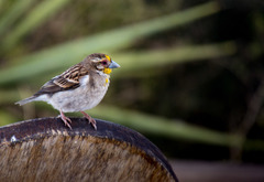 Ploceus sakalava