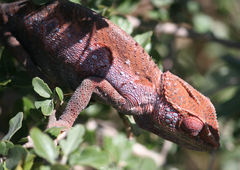 Furcifer verrucosus